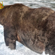 All Hail 747, Your Hefty Fat Bear Champion of 2020